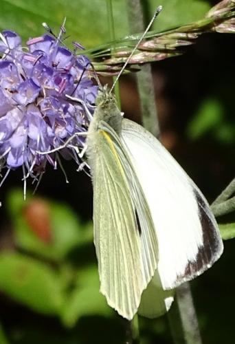Pieris brassicae